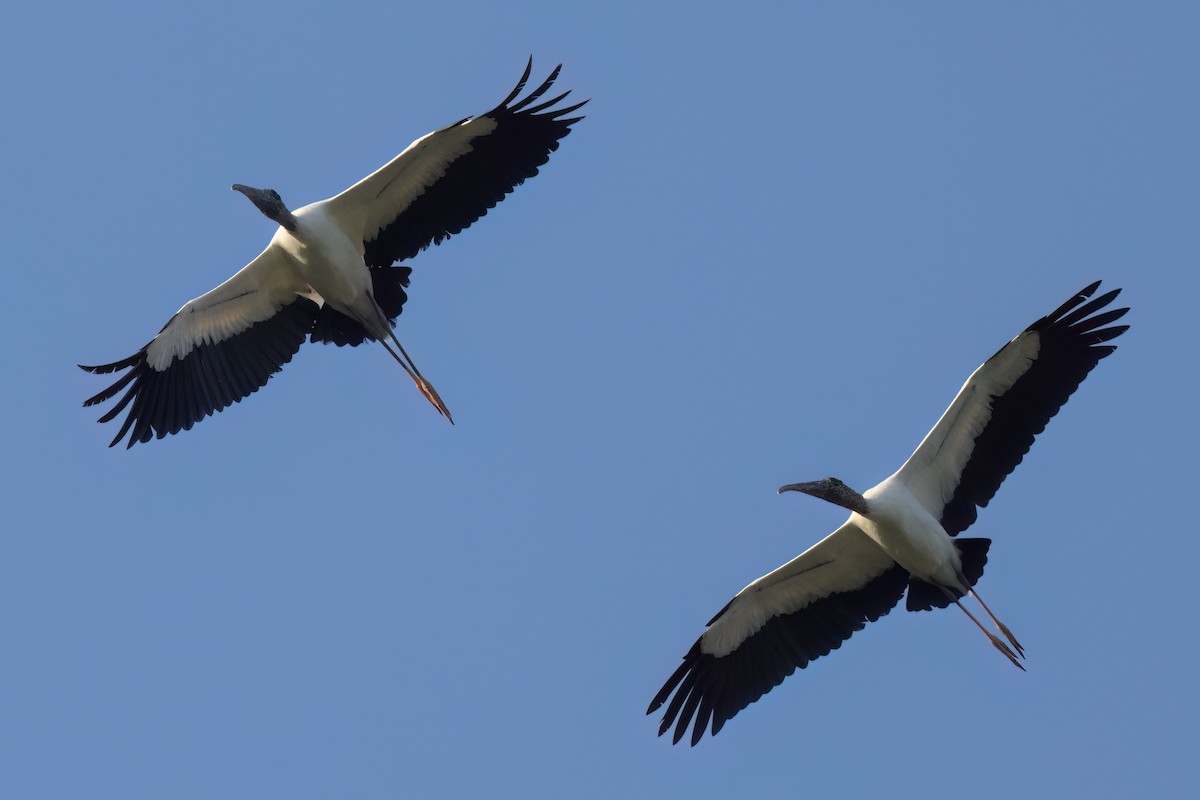 Wood Stork - ML646498788