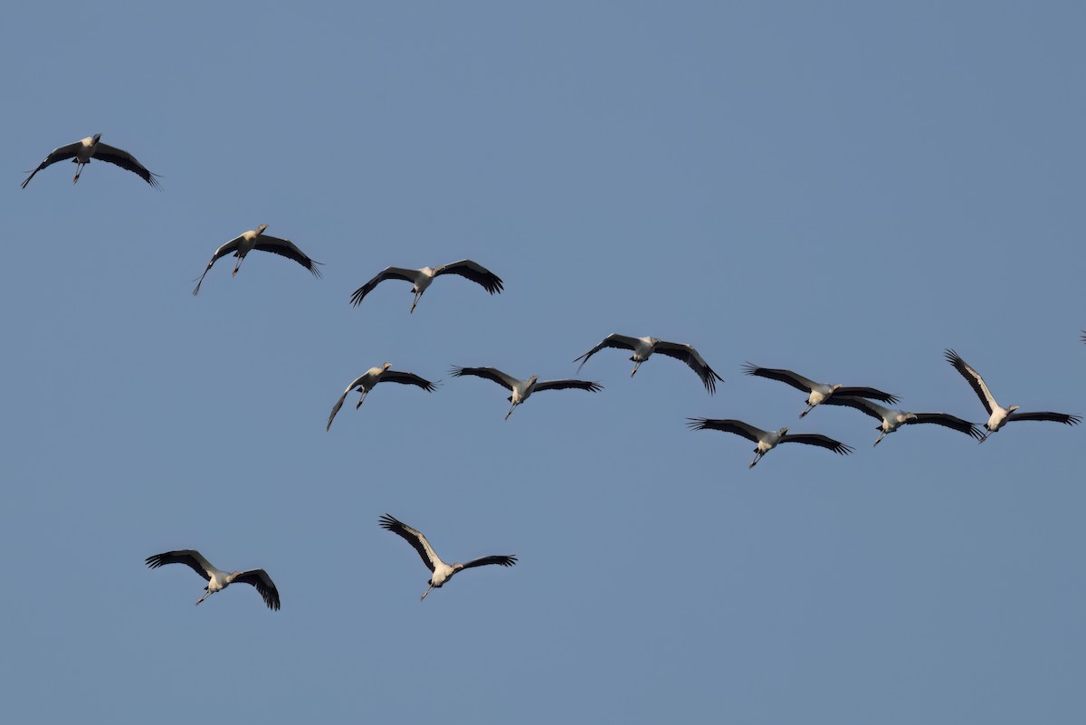 Wood Stork - ML646498789