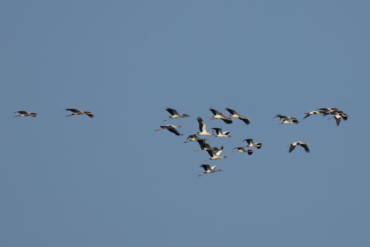 Wood Stork - ML646498790