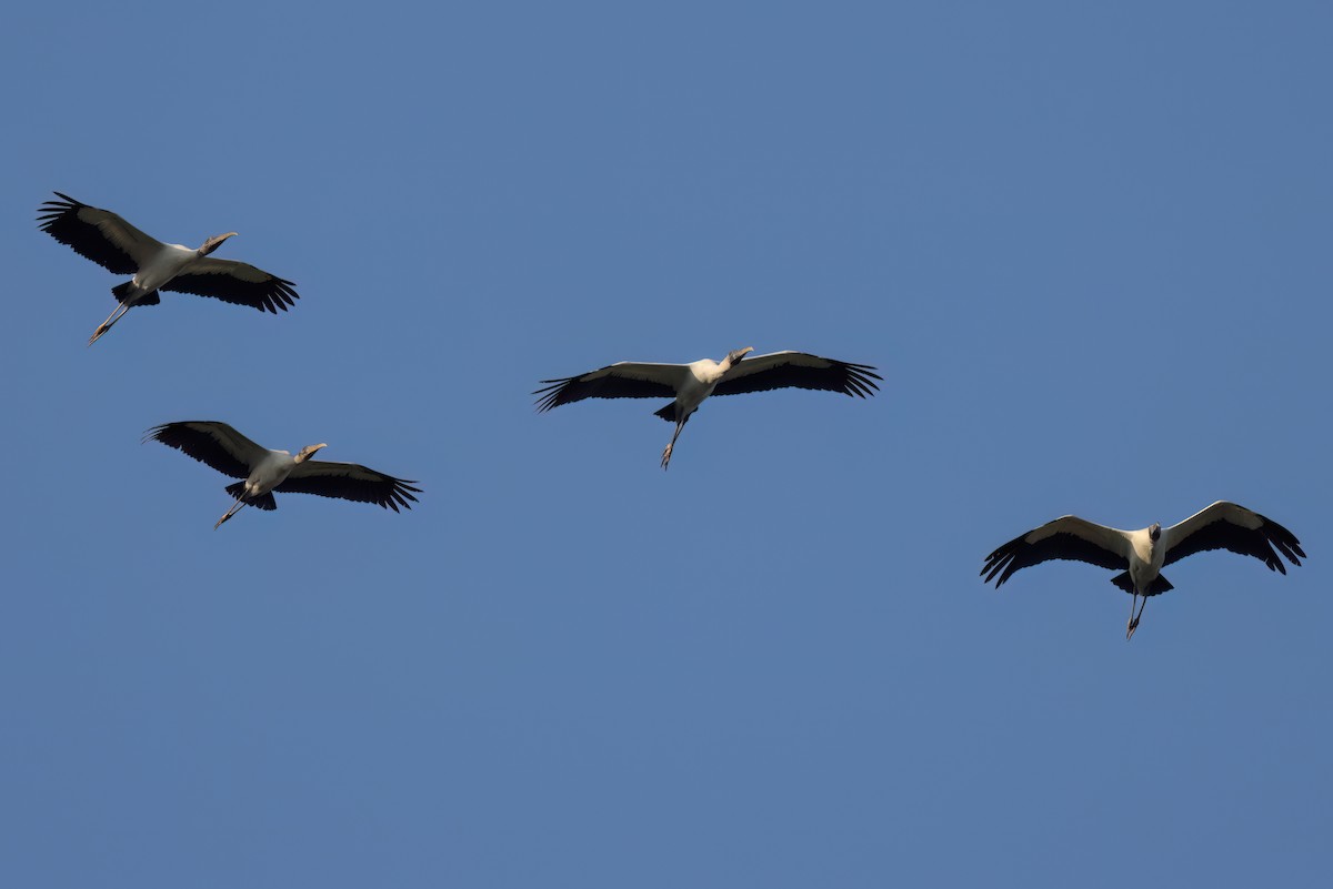 Wood Stork - ML646498791
