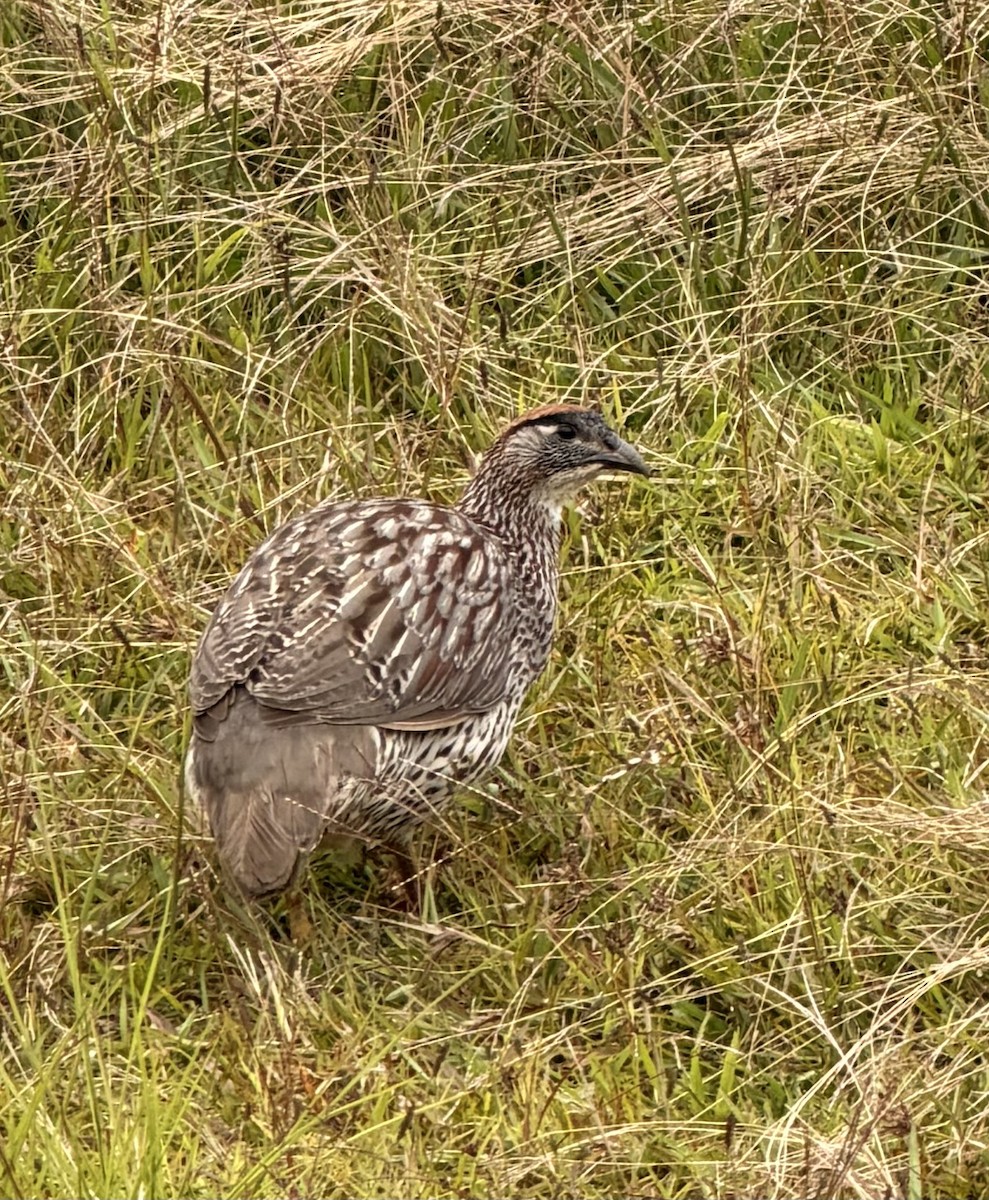 Суданский франколин - ML646498795