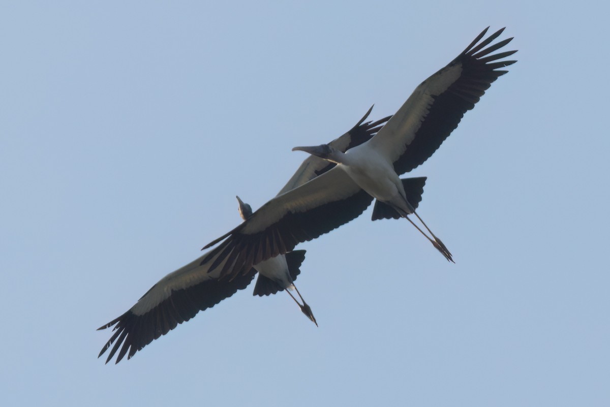 Wood Stork - ML646498796