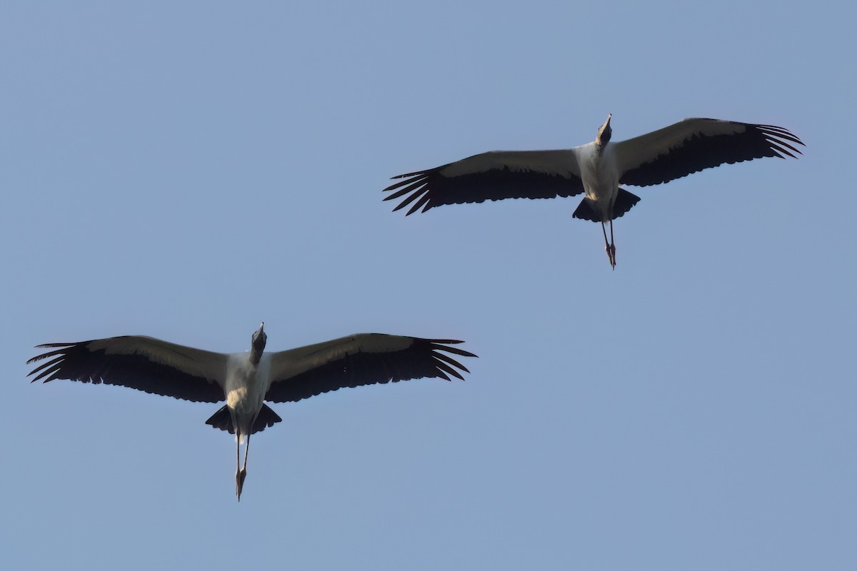 Wood Stork - ML646498797