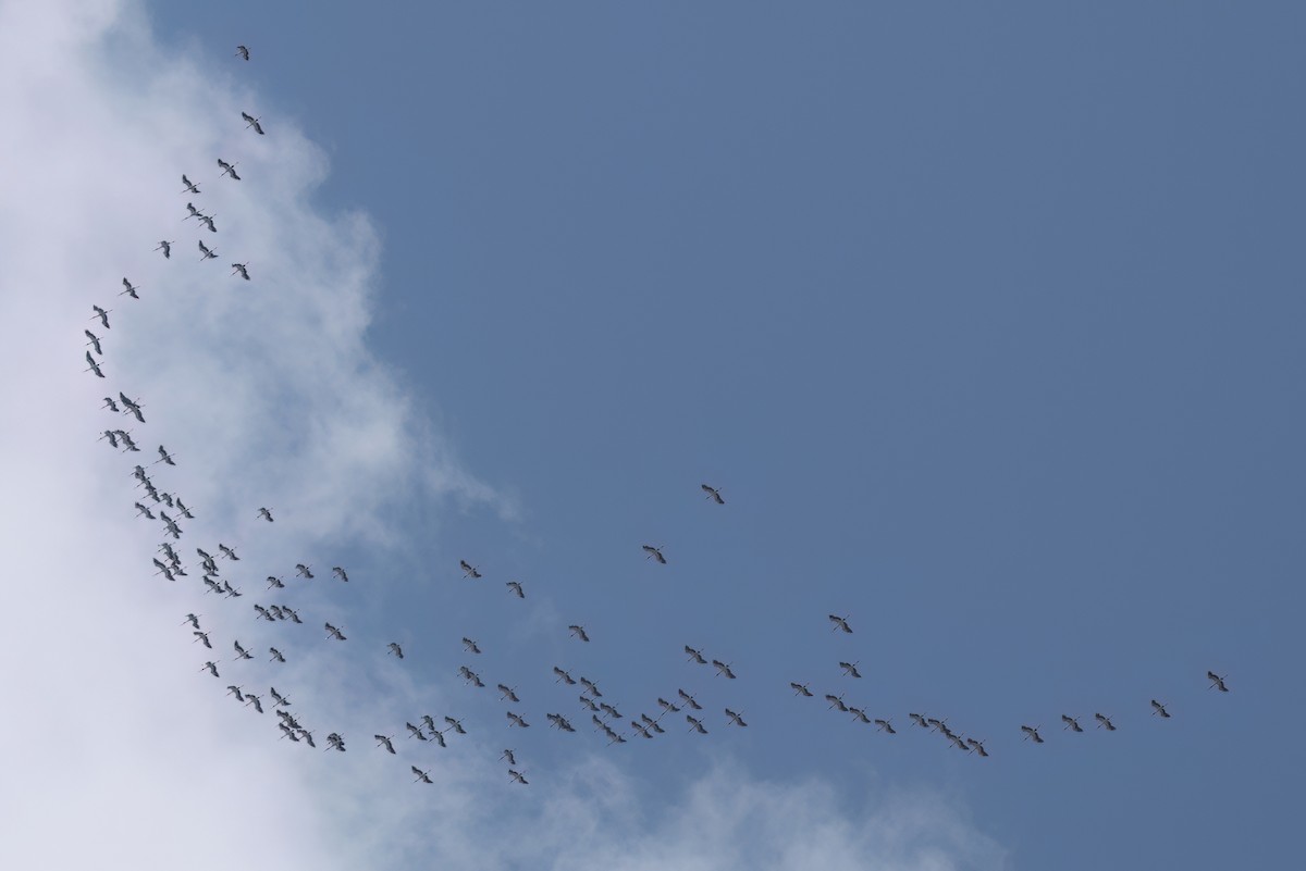 Wood Stork - ML646498798