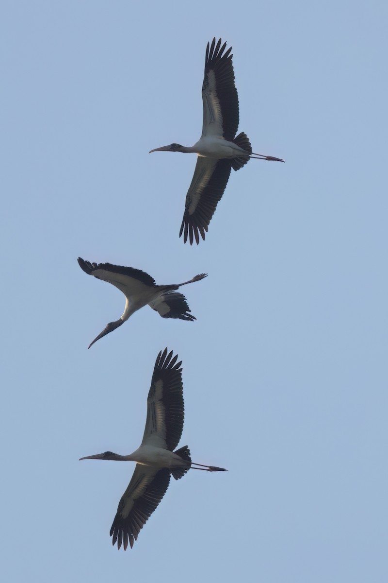 Wood Stork - ML646498799