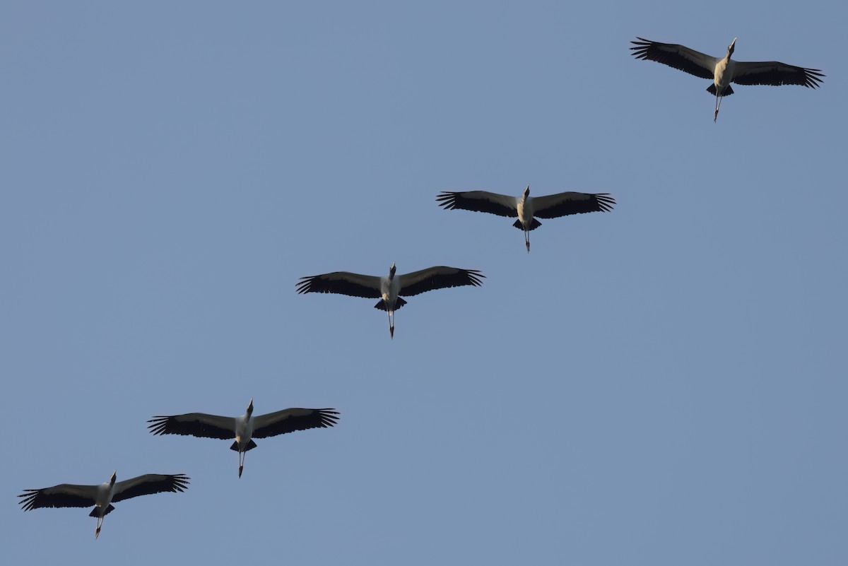 Wood Stork - ML646498800