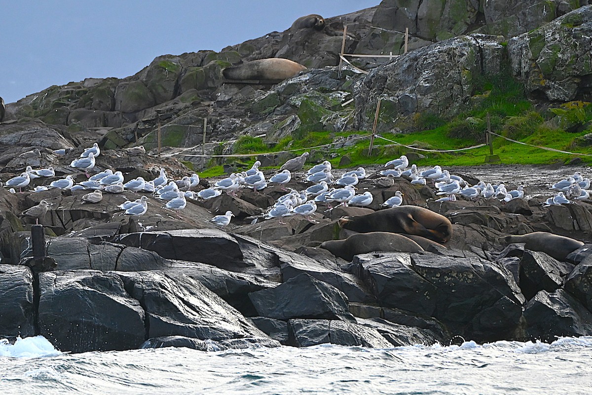 Iceland Gull - ML646498801