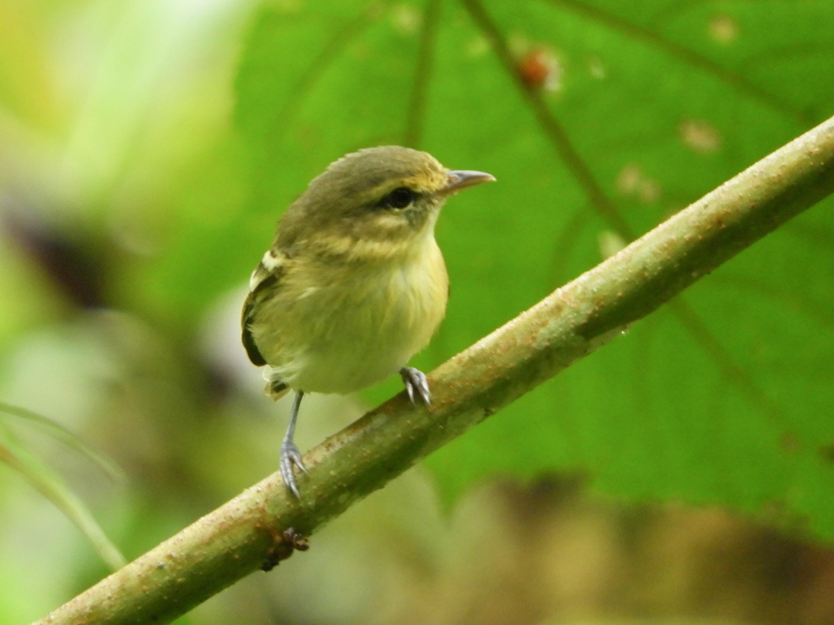 Choco Vireo - ML646498802