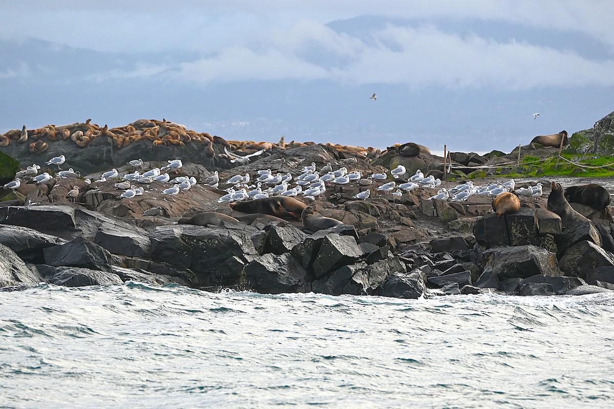 Iceland Gull - ML646498806
