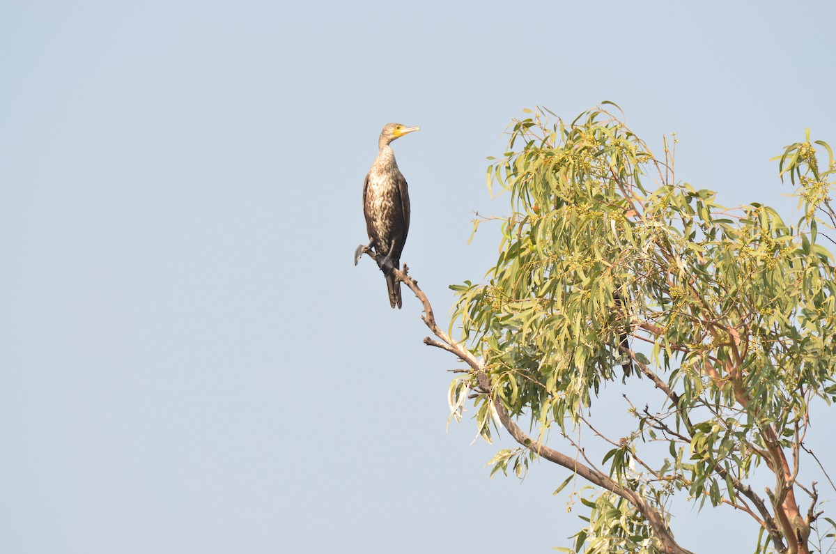Indian Cormorant - ML646498808