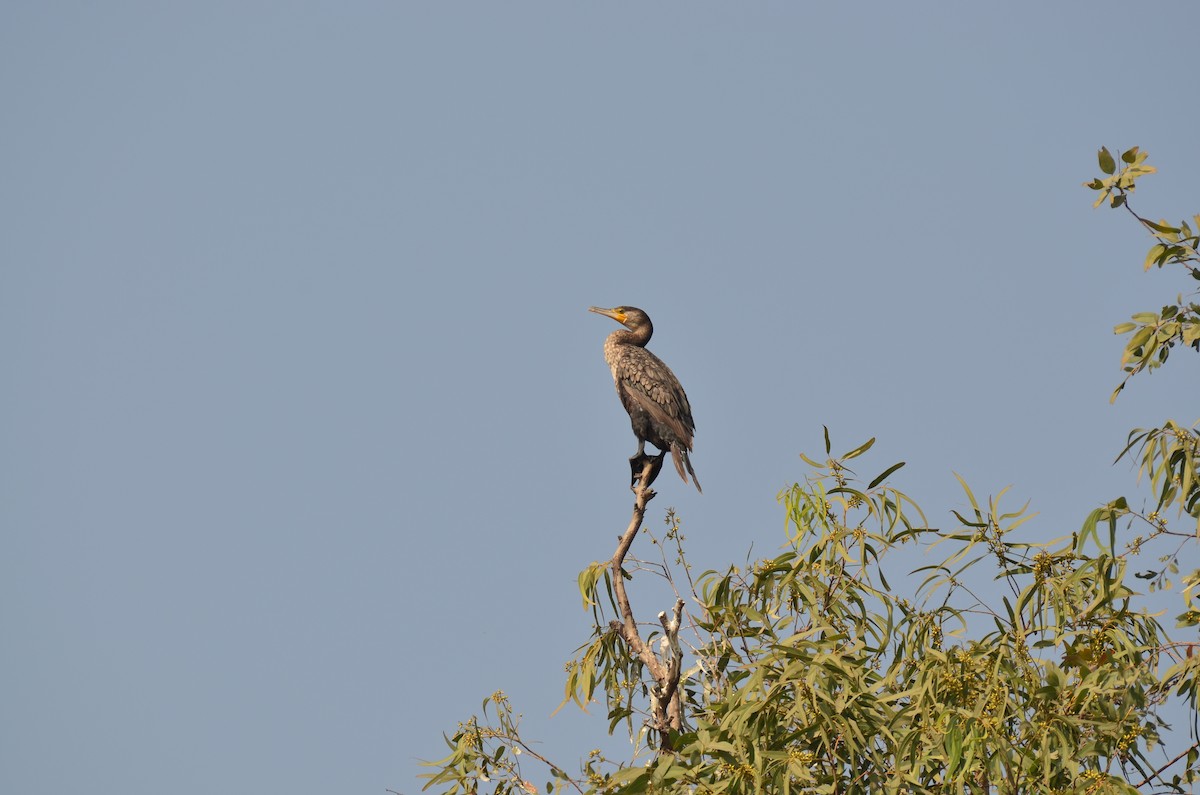 Indian Cormorant - ML646498809