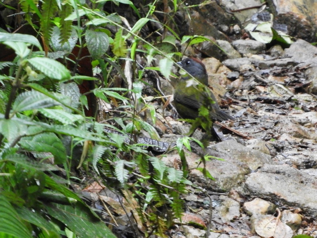 Olive Finch - ML646498810