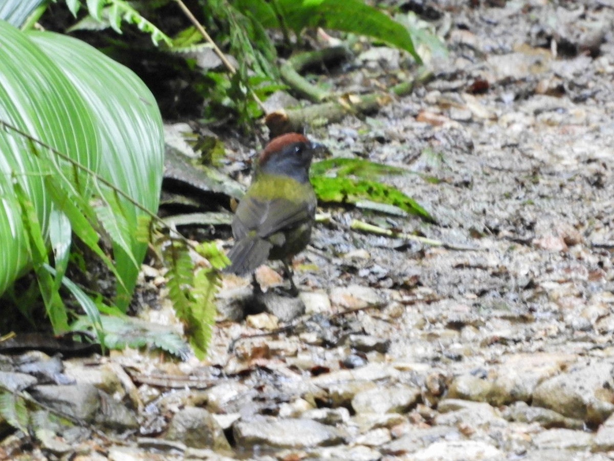 Olive Finch - ML646498811