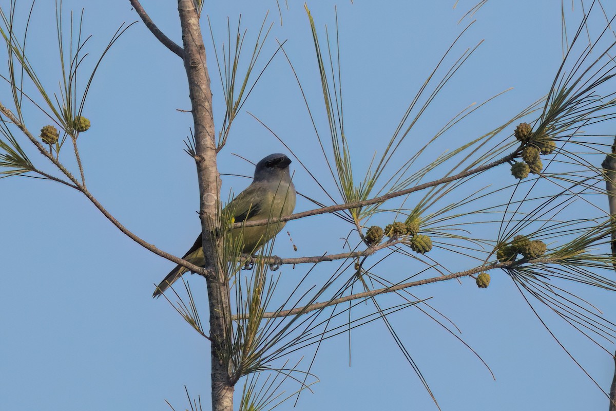 Yellow-winged Tanager - ML646498815