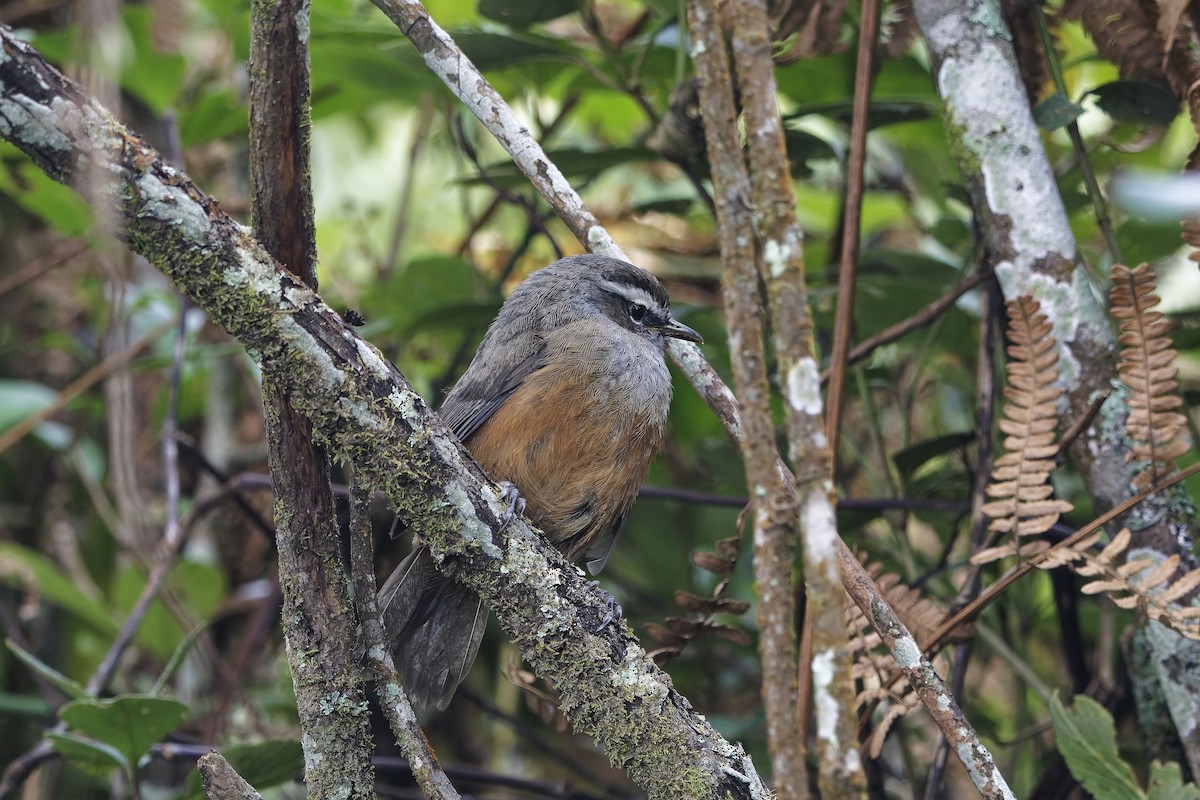 Palani Laughingthrush - ML646498816