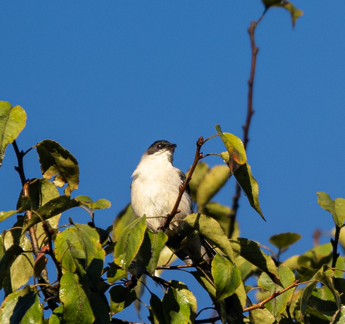 Gray Sibia - ML646498819