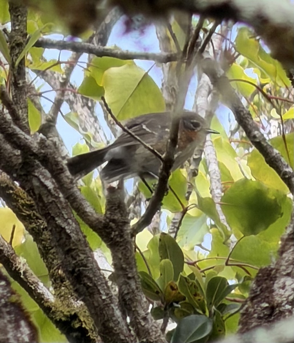 Kauai Elepaio - ML646498820