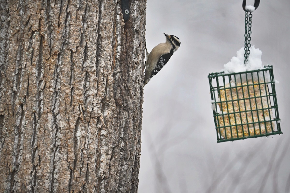 Downy Woodpecker - ML646498822
