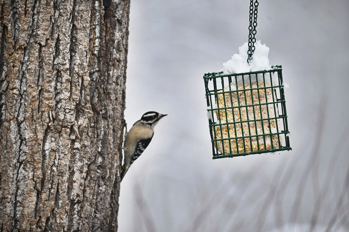 Downy Woodpecker - ML646498823