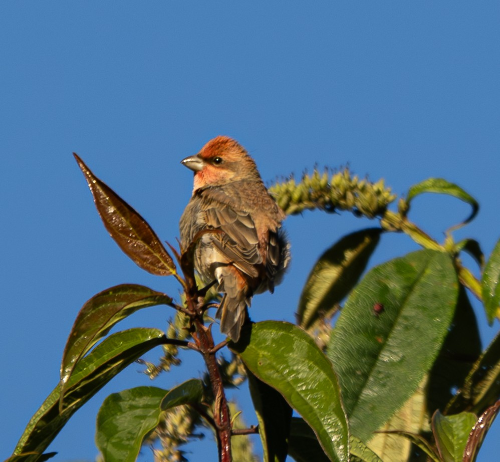 Common Rosefinch - ML646498824