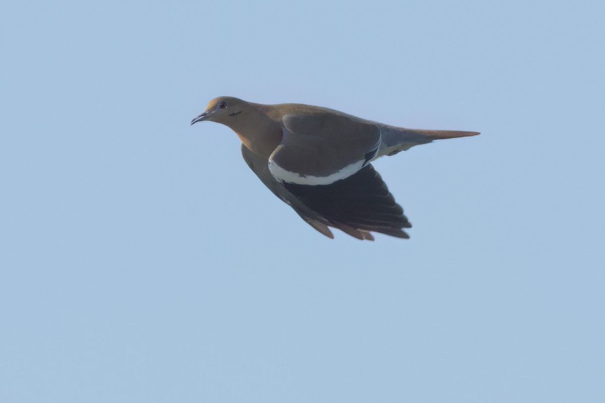 White-winged Dove - ML646498825