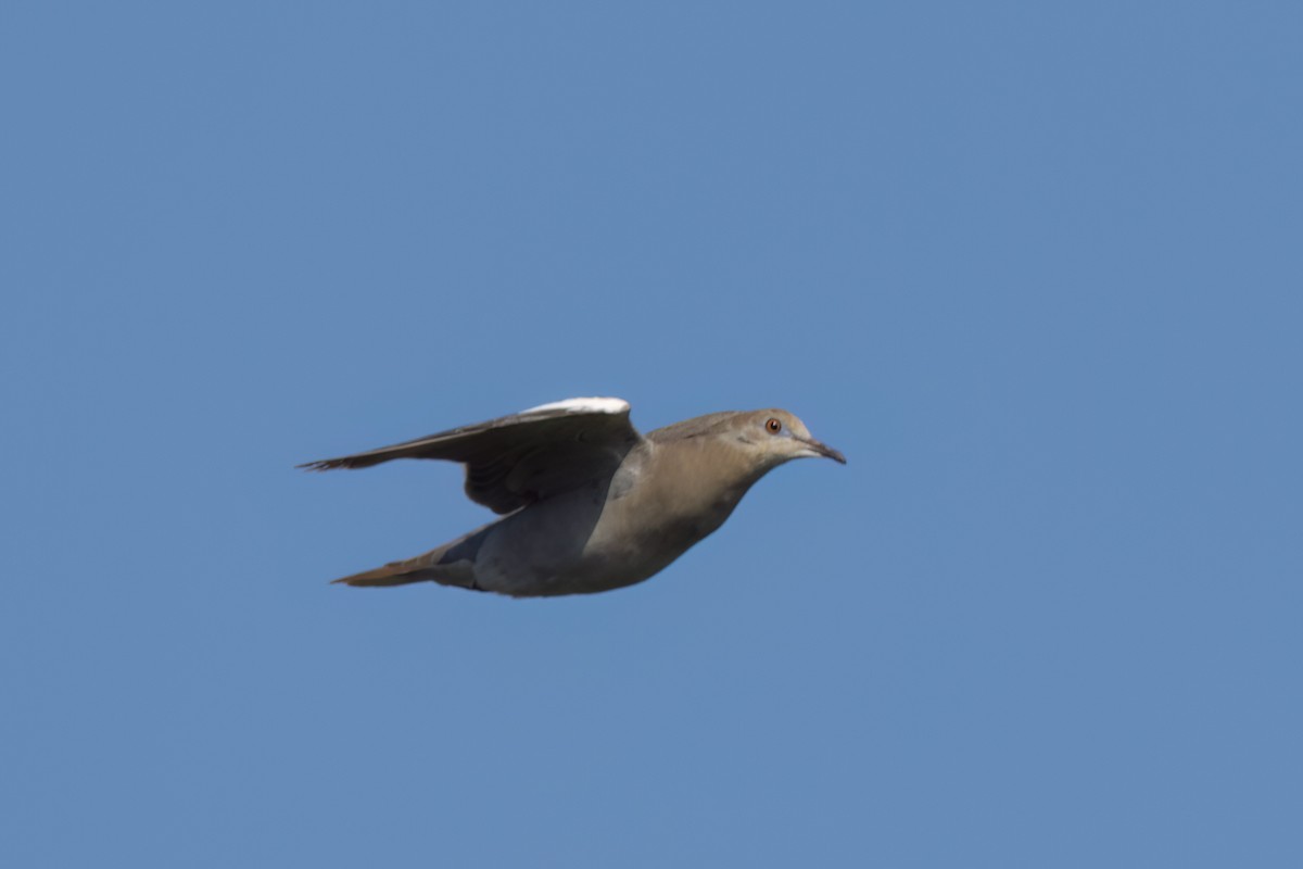 White-winged Dove - ML646498827