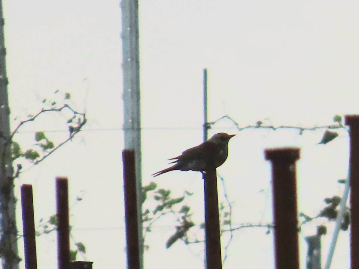 Fieldfare - ML646498830