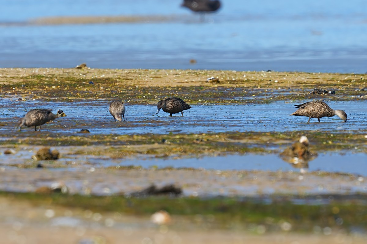 Чирянка австралійська - ML646498838