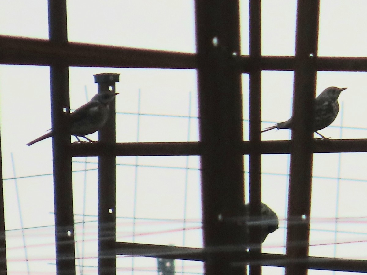 Fieldfare - ML646498841