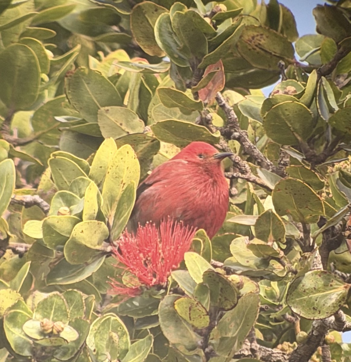 šatovník karmínový - ML646498842