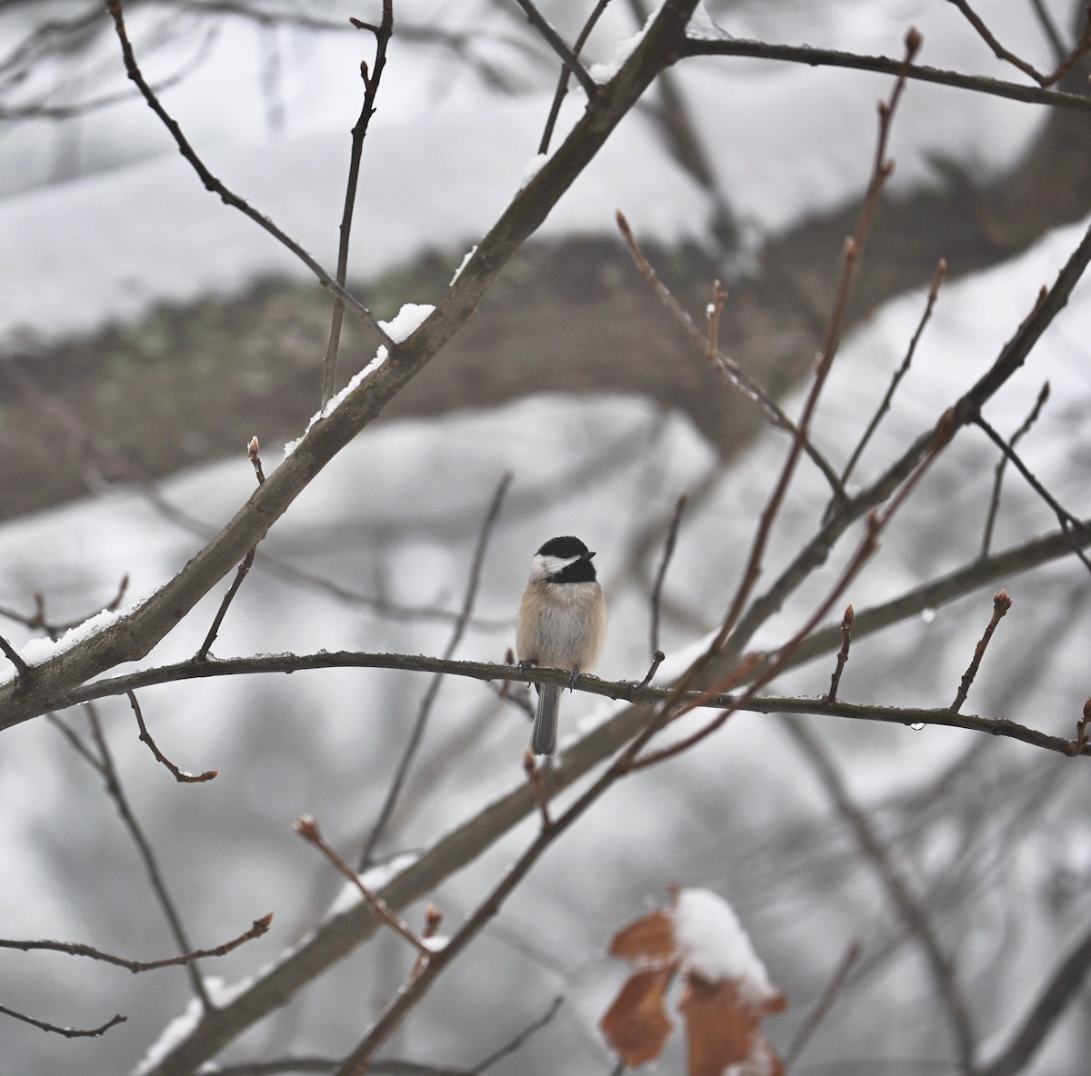Carolina Chickadee - ML646498843