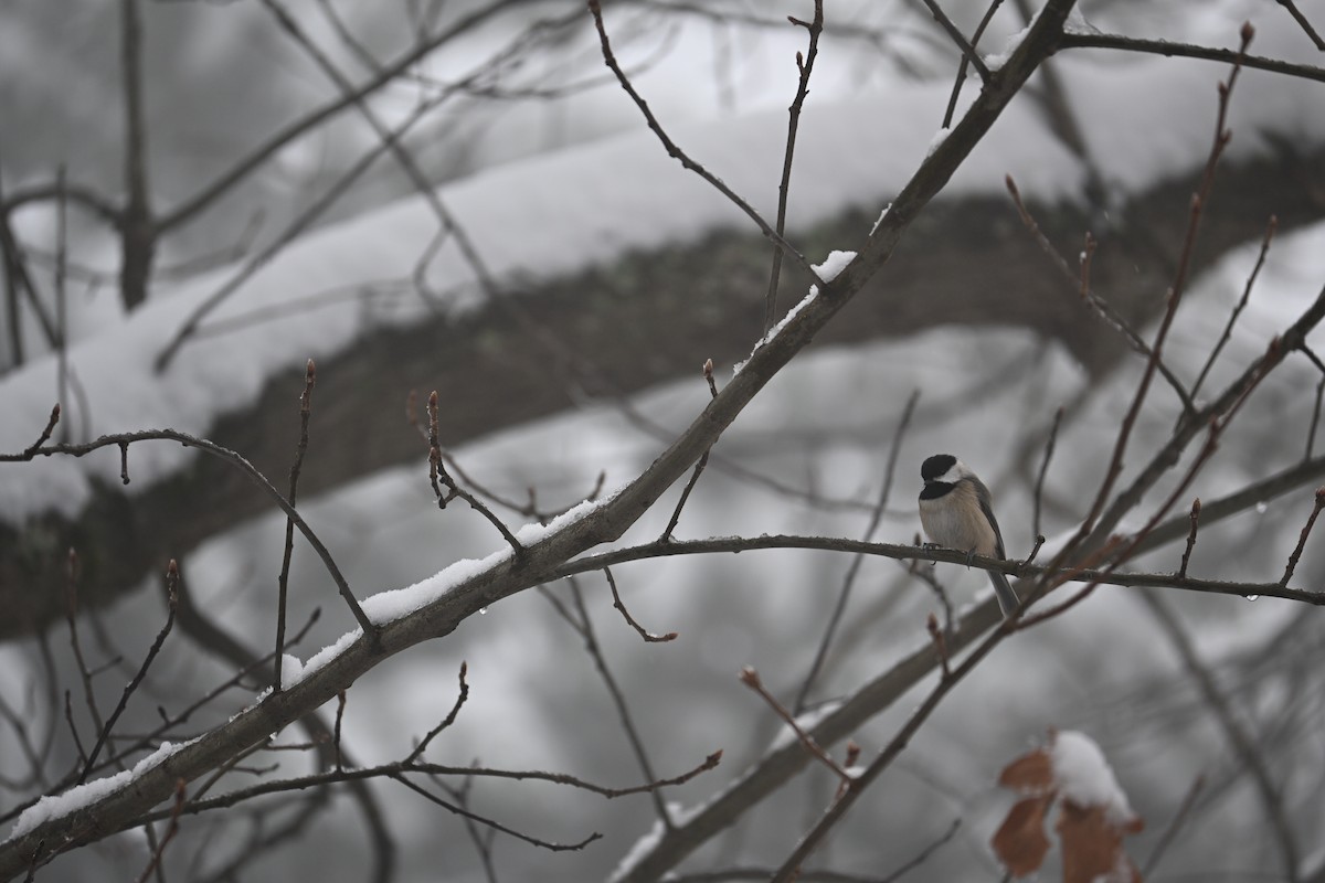 Carolina Chickadee - ML646498844