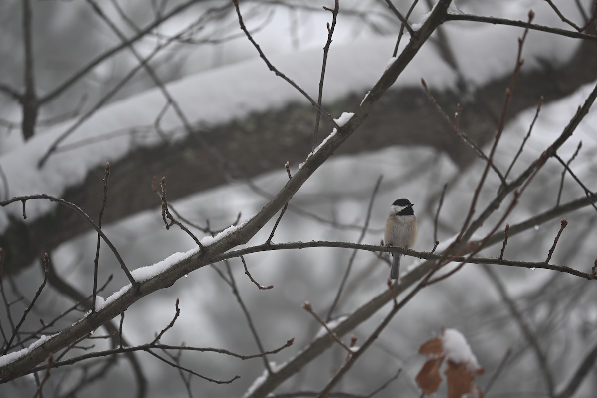 Carolina Chickadee - ML646498845