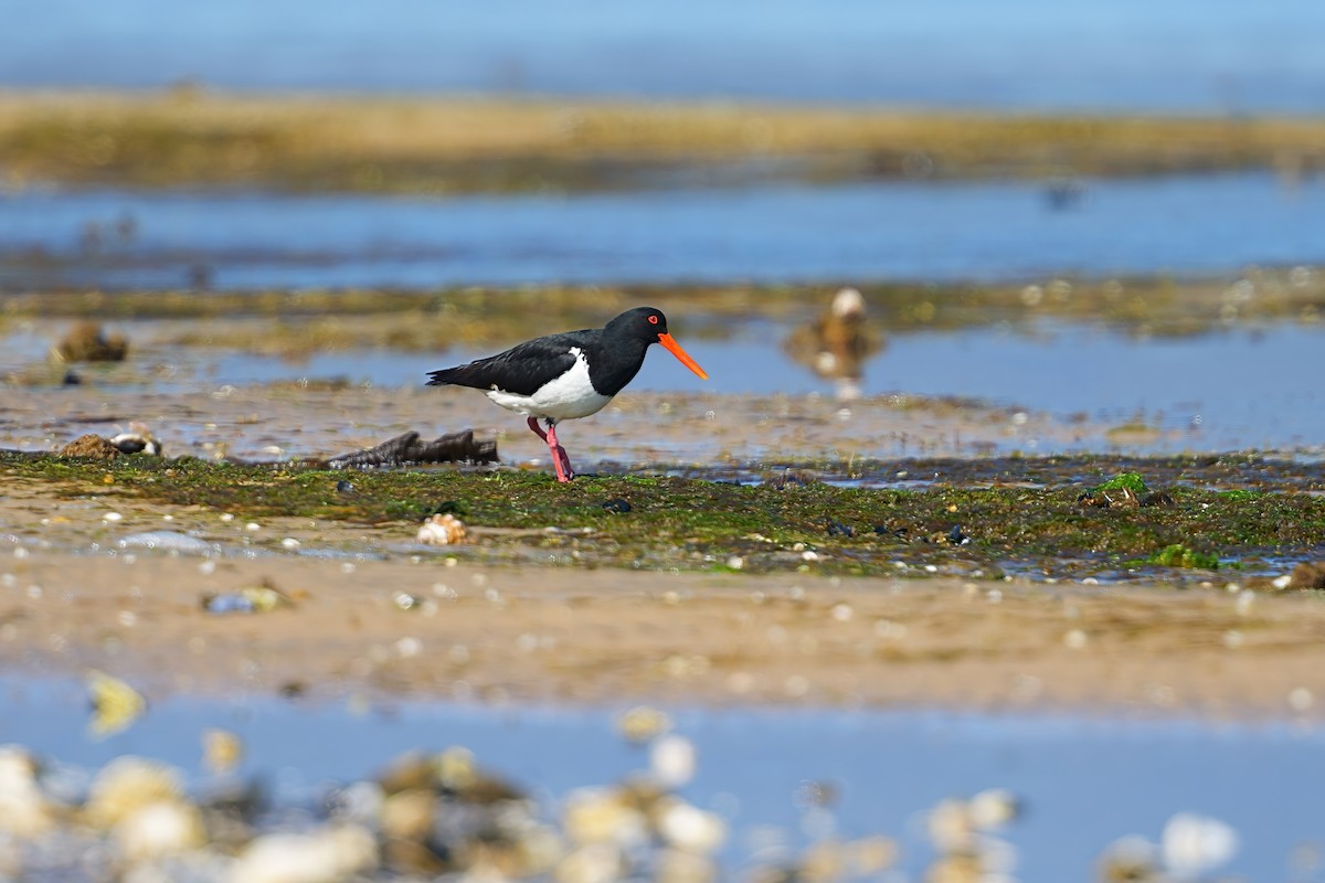 Кулик-сорока довгодзьобий - ML646498847