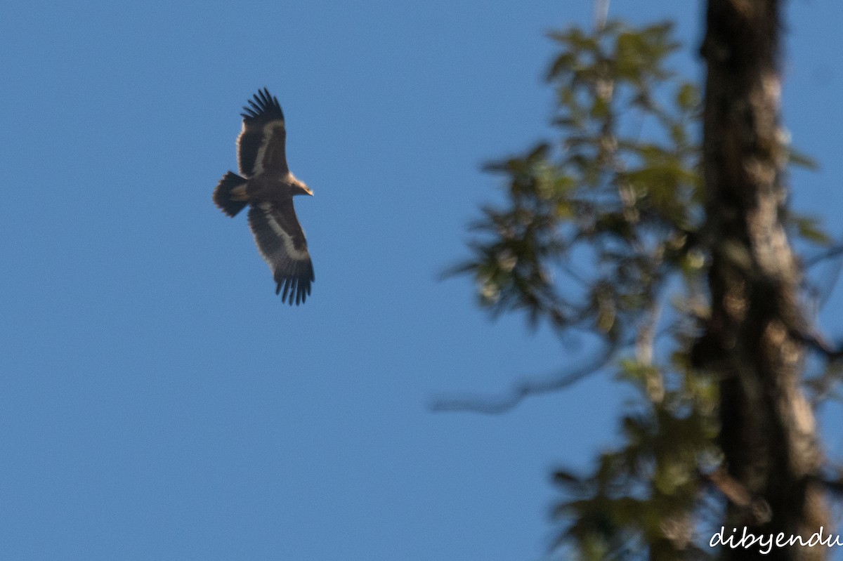 Steppe Eagle - ML646498848