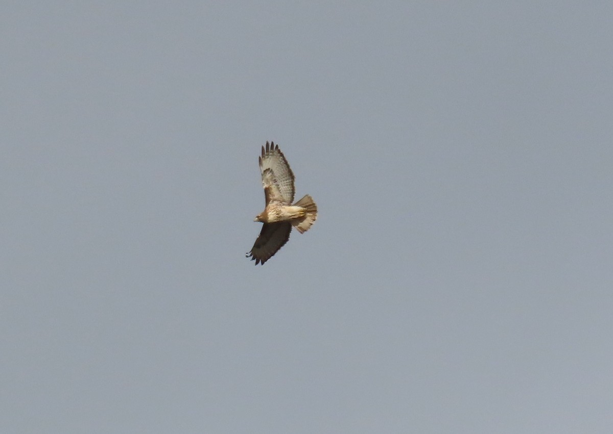 Red-tailed Hawk - ML646498851