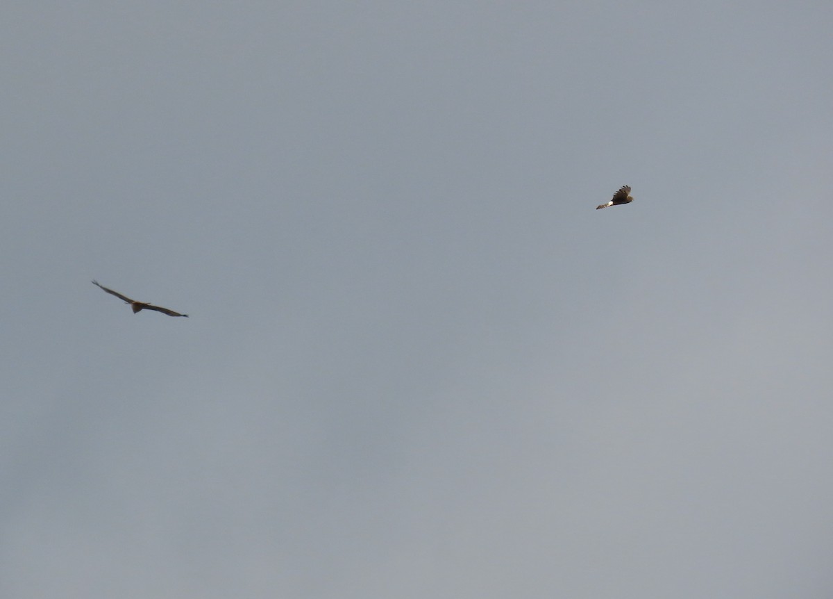 Red-tailed Hawk - ML646498852