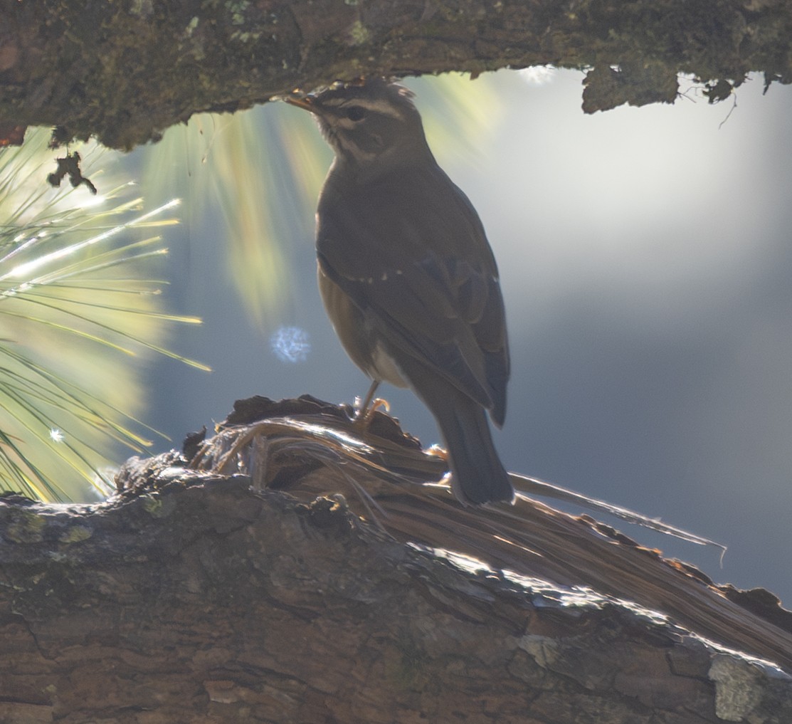 Eyebrowed Thrush - ML646498859