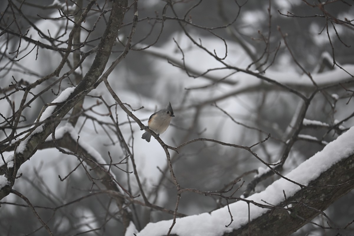 Tufted Titmouse - ML646498861