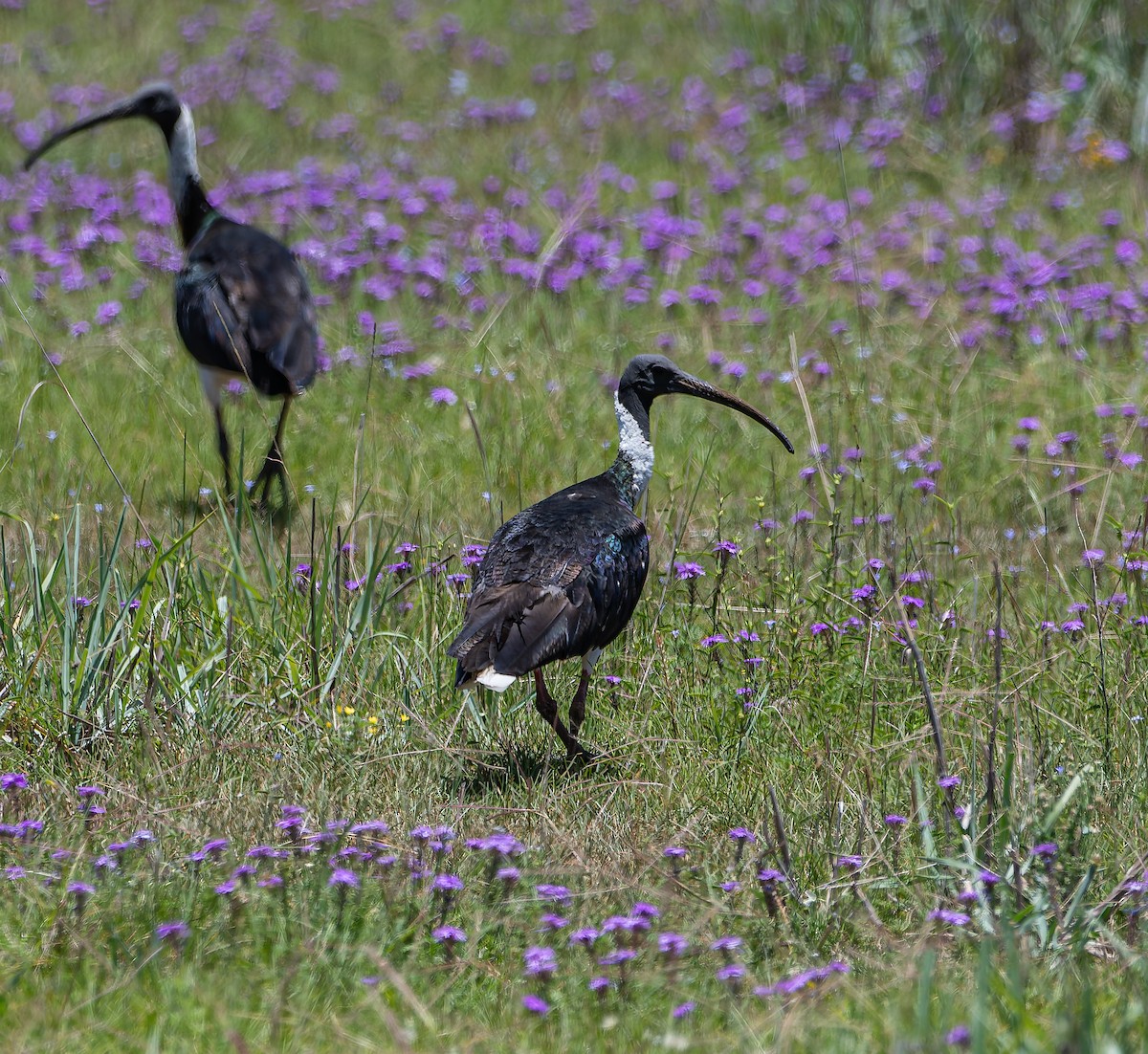 Straw-necked Ibis - ML646498862