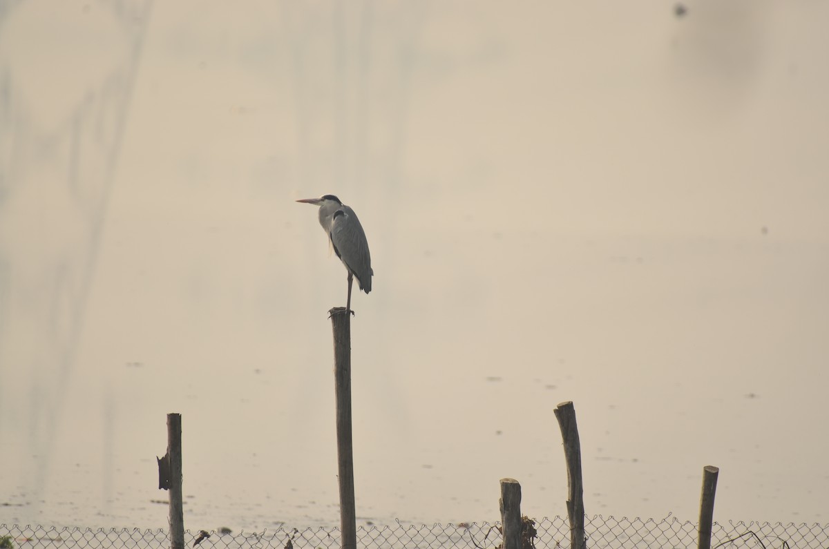 Gray Heron - ML646498863