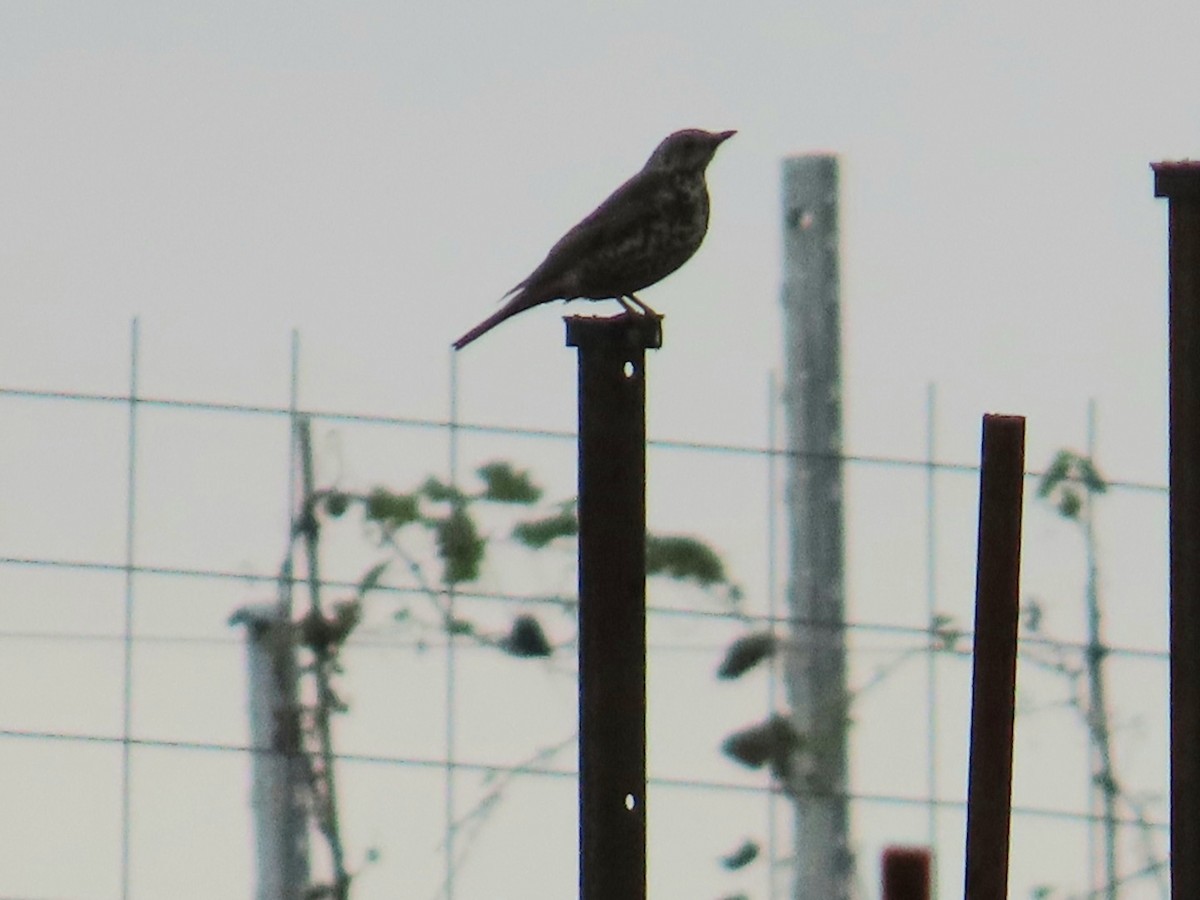 Mistle Thrush - ML646498864