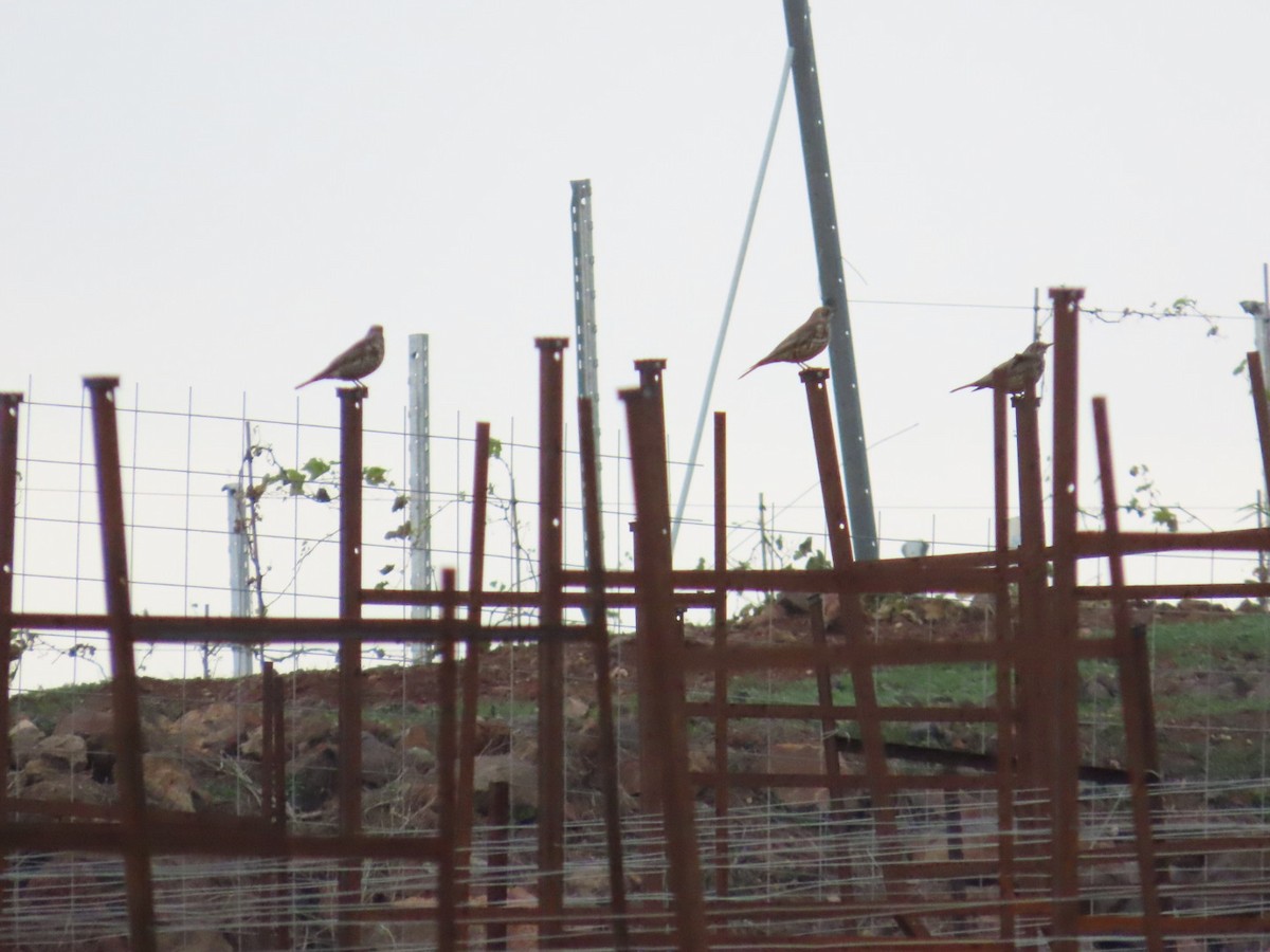 Mistle Thrush - ML646498865