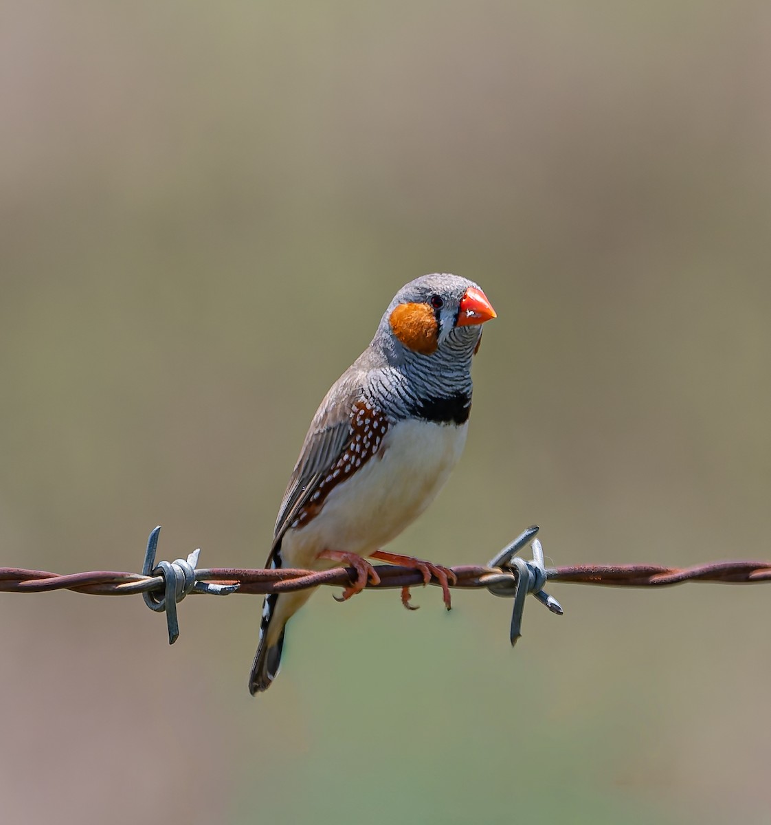 Zebra Finch - ML646498870