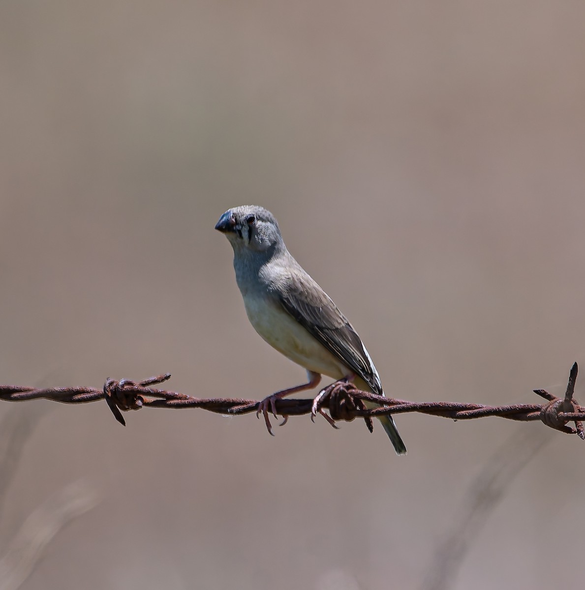 Zebra Finch - ML646498871
