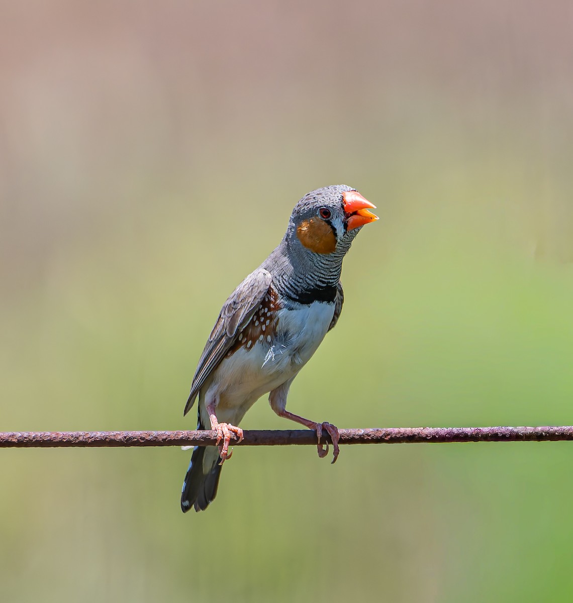 Zebra Finch - ML646498872