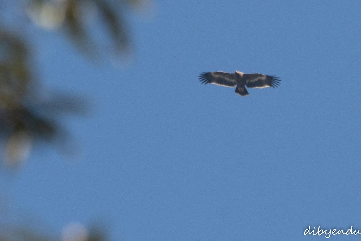 Steppe Eagle - ML646498874