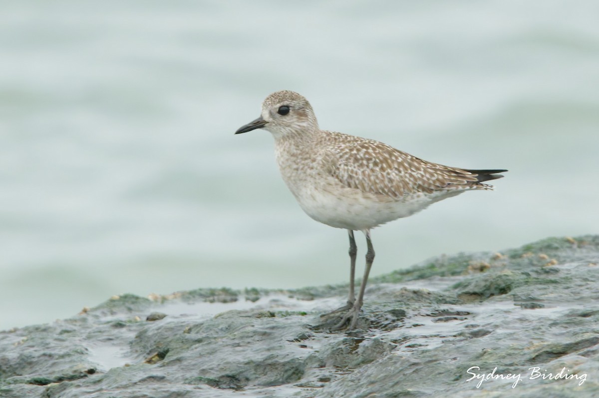 Black-bellied Plover - ML646498876