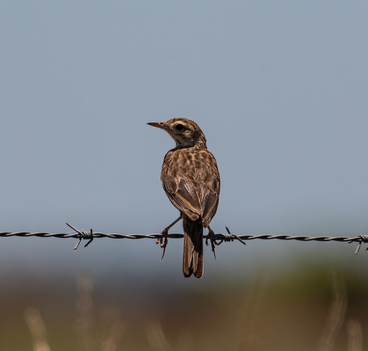 Australian Pipit - ML646498877