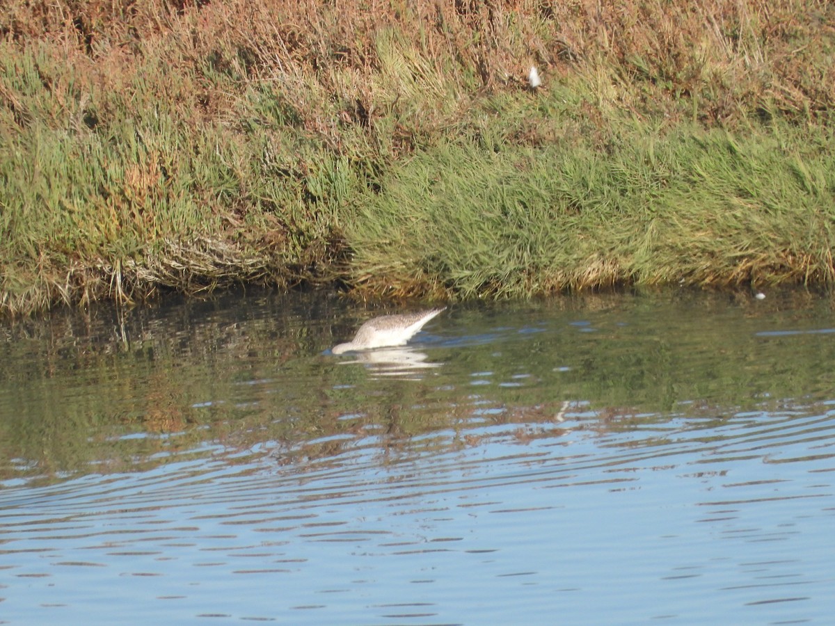 Kuliska hankahori handia - ML646498880